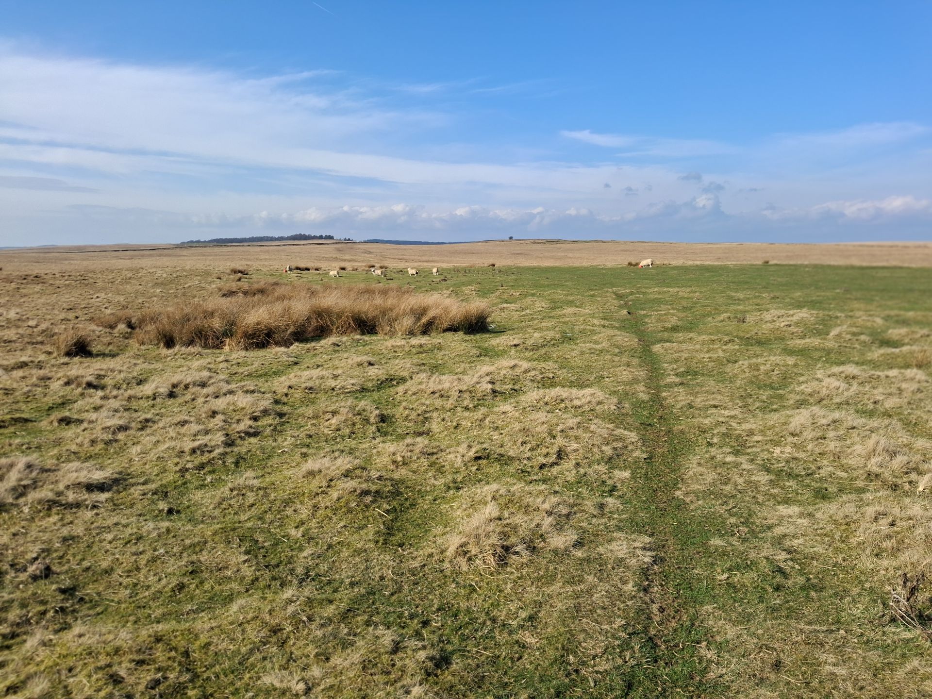 moorland on Simonburn common